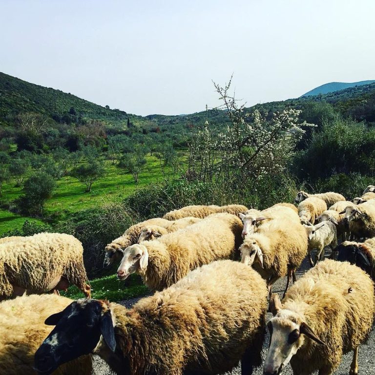 Μεσσηνία: Επιβεβαιώθηκε κρούσμα καταρροϊκού πυρετού σε εκτροφή αιγοπροβάτων στην Ανδρούσα