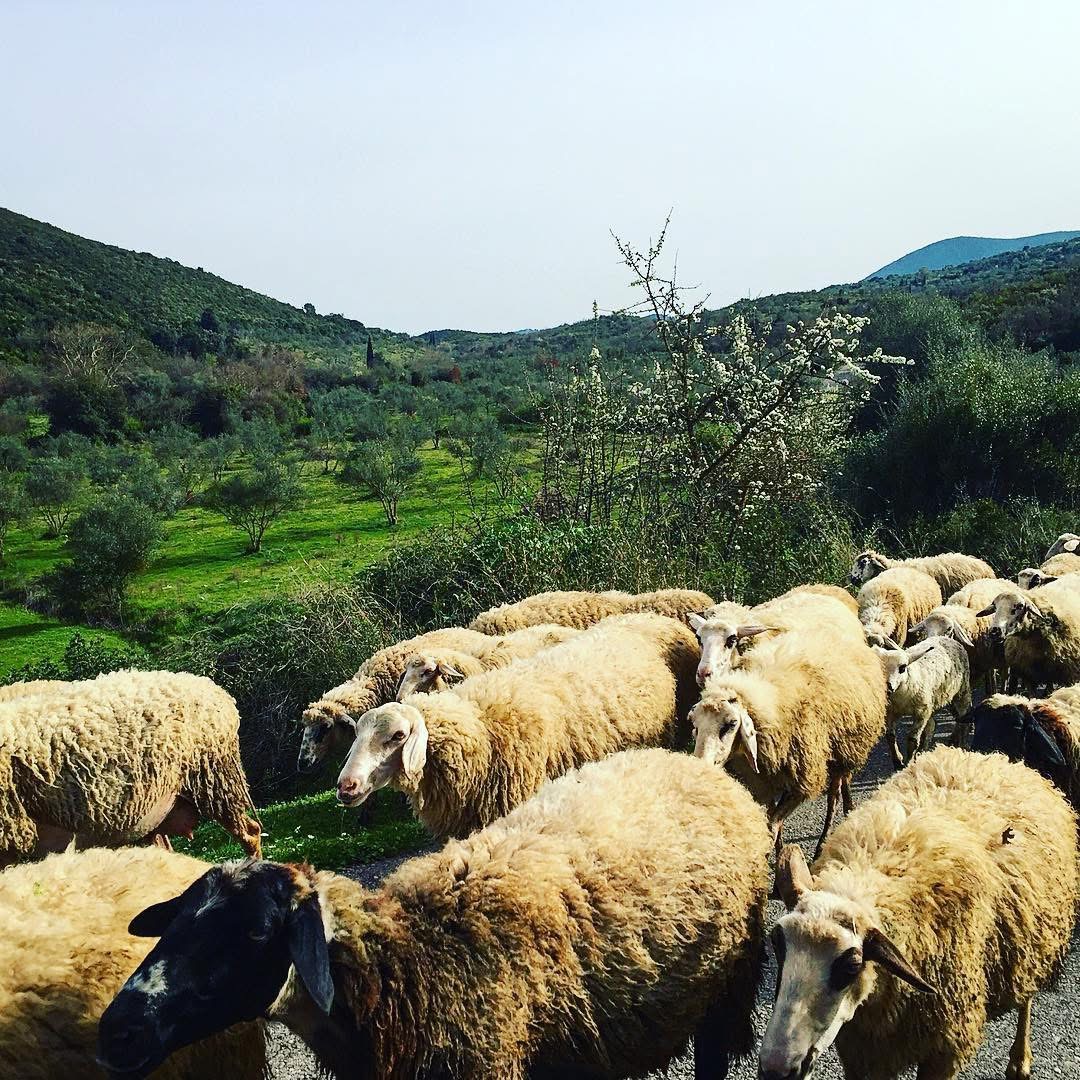 Μεσσηνία: Επιβεβαιώθηκε κρούσμα καταρροϊκού πυρετού σε εκτροφή αιγοπροβάτων στην Ανδρούσα
