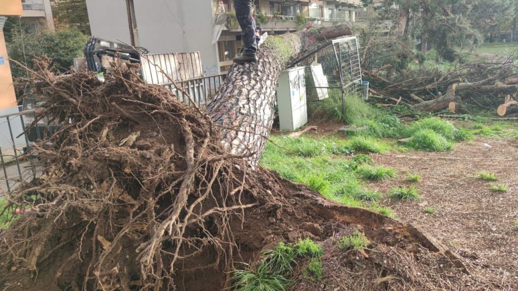 Ιωάννινα: Πεύκο ξεριζώθηκε και κατέληξε σε ποδοσφαιρικό γήπεδο σχολείου