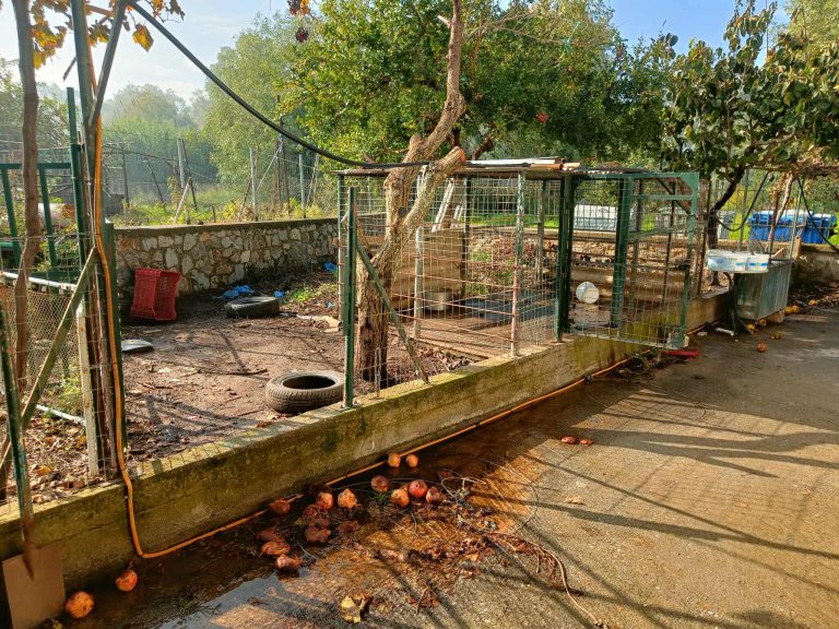 Καλαμάτα – Επίθεση ροτβάιλερ: Σε σταθερή κατάσταση ο 76χρονος – Ειδικοί μιλούν στο ErtNews