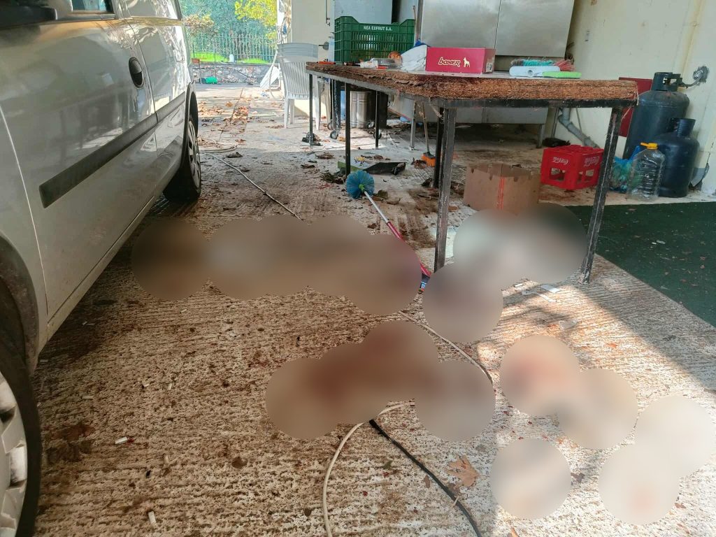 Καλαμάτα – Επίθεση ροτβάιλερ: Σε σταθερή κατάσταση ο 76χρονος – Ειδικοί μιλούν στο ErtNews