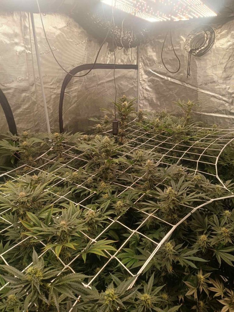 Ολόκληρο εξοπλισμό εσωτερικής καλλιέργειας φυτών κάνναβης είχε 36χρονος στην Τρίπολη