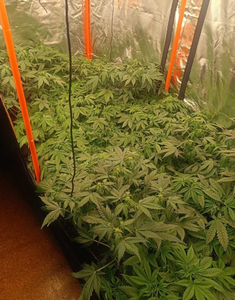 Ολόκληρο εξοπλισμό εσωτερικής καλλιέργειας φυτών κάνναβης είχε 36χρονος στην Τρίπολη