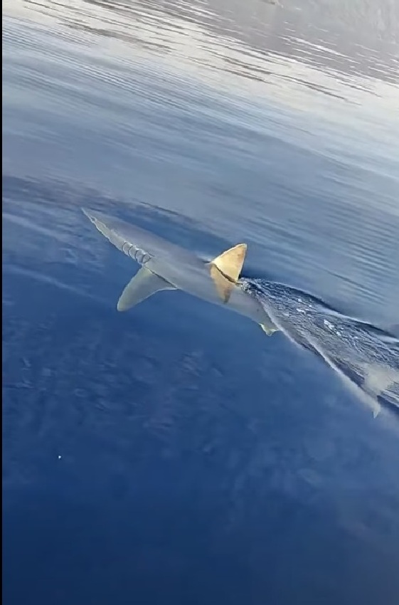 Εντυπωσιακή συνάντηση ψαράδων με καρχαρία στην Κάρπαθο (βίντεο)