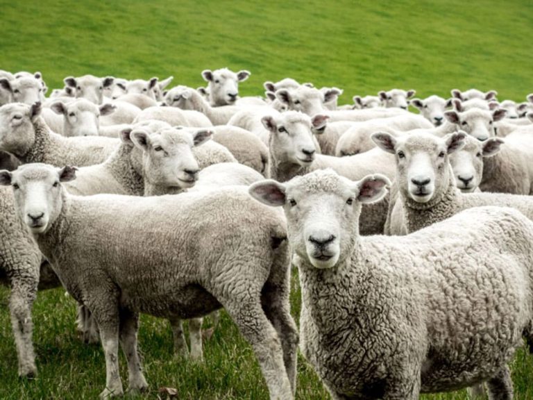 Α. Λουκουμακιάς: Κτηνοτρόφοι της Ξάνθης που έχασαν τα ζώα τους λόγω ευλογιάς, δηλώνουν ότι θα φύγουν από την Ελλάδα