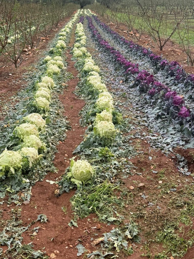 Το χαλάζι έπληξε τις καλλιέργειες στην περιοχή της Τενέας Κορινθίας