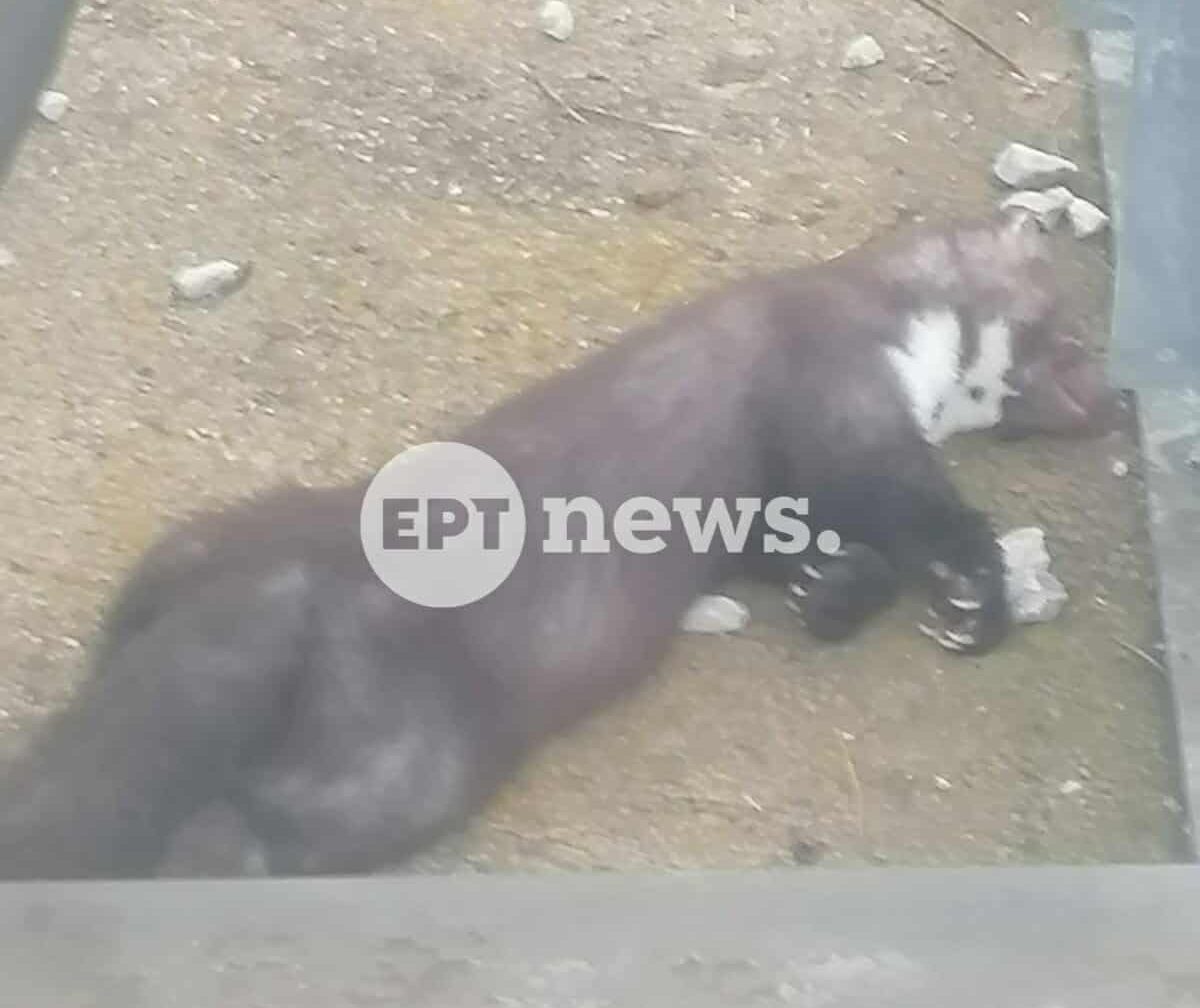 Πετροκούναβο προκάλεσε το μπλακ άουτ που βύθισε στο σκοτάδι τη μισή Καστοριά