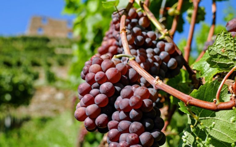 Οι «Δρόμοι του Κρασιού της Βορείου Ελλάδος» γιορτάζουν την Παγκόσμια Ημέρα Οινοτουρισμού