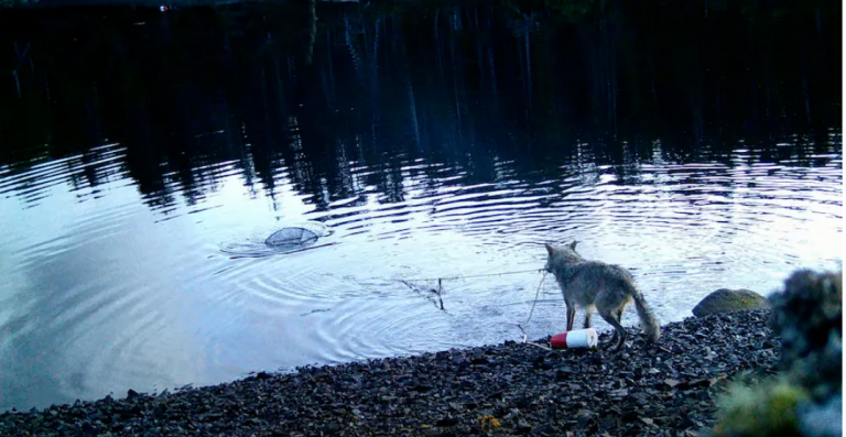 Λύκαινα ανέσυρε από τον βυθό παγίδα για κάβουρες, εκπλήσσοντας τους επιστήμονες