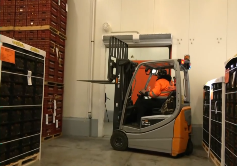 Νάουσα-Λωτοί: Το κορυφαίο εξαγώγιμο φρούτο που έχει κατακτήσει και την Αίγυπτο