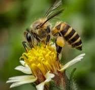 Ο Μελισσοκομικός σύλλογος Ξάνθης ανακοινώνει τη διοργάνωση σεμιναρίου Επαγγελματικής Μελισσοκομίας