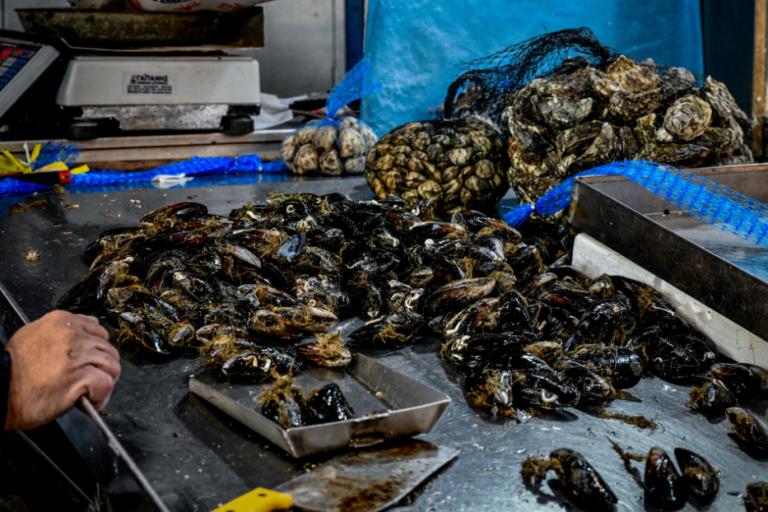 Θεσσαλονίκη: Κατασχέθηκε ένας τόνος μύδια από παράνομο μυδοτροφείο- Έξι επιτήδειοι θα τα διοχέτευαν στην αγορά