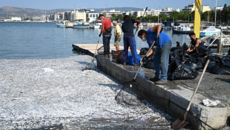 Παγασητικός 2024: Το πόρισμα ξεκαθαρίζει την κατάσταση μετά τον μαζικό θάνατο ψαριών