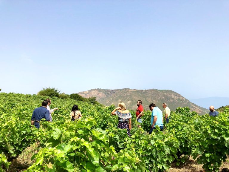 Πελοπόννησος: Ανοιχτοί αμπελώνες και επισκέψιμα οινοποιεία την Κυριακή