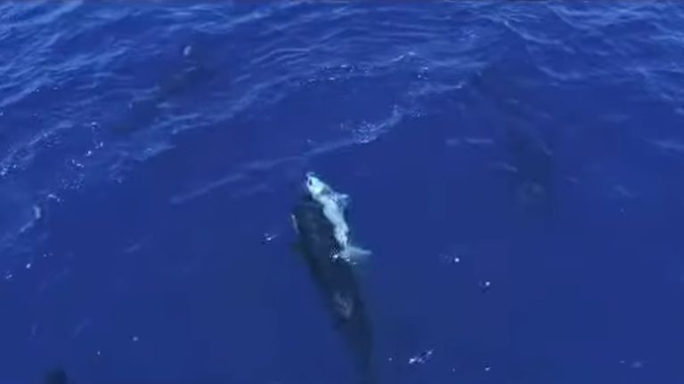 Drone κατέγραψε όρκες να κυνηγούν μεγάλους λευκούς καρχαρίες για να φάνε το συκώτι τους