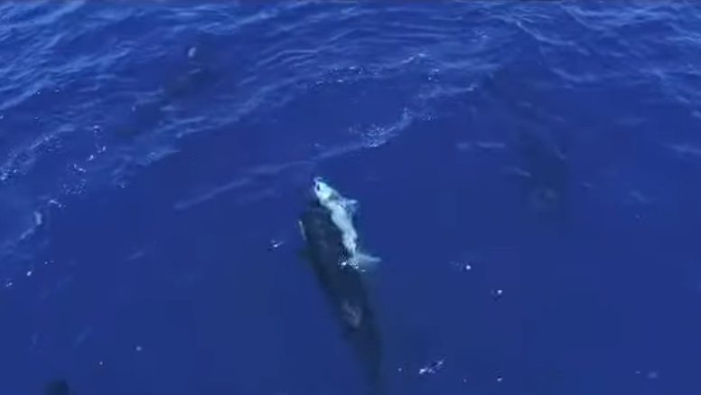 Όρκες εθεάθησαν να κυνηγούν μεγάλους λευκούς καρχαρίες για να φάνε τα συκώτια τους σε βίντεο που τραβήχτηκε με drone στο Μεξικό