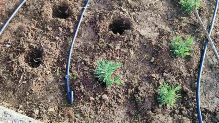 Θεσσαλονίκη: Κλέβουν από τα παρτέρια του δήμου τον δυόσμο και το θυμάρι