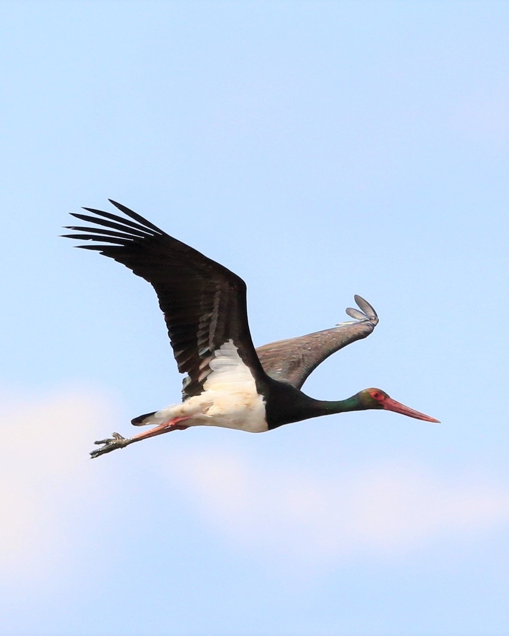 Διένυσε 5.500 χλμ ο Μαυροπελαργός του Έβρου για να φθάσει στην Κεντρική Αφρική