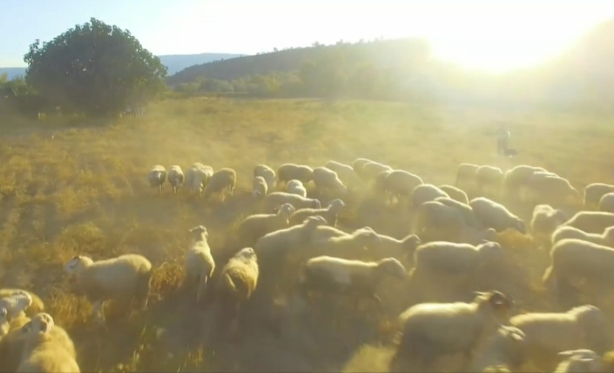 Σκάνδαλο ΟΠΕΚΕΠΕ: Έρχονται νέες συλλήψεις – Φέρονται εμπλεκόμενοι και υπάλληλοι του Οργανισμού