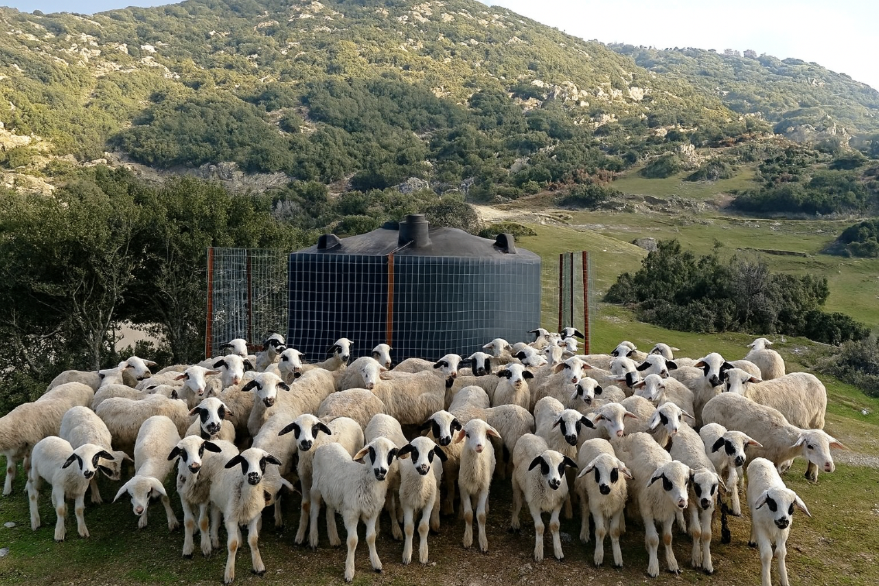 Χωρίς νερό πέντε κτηνοτροφικές μονάδες στην Κεφάλωση Αλμυρού