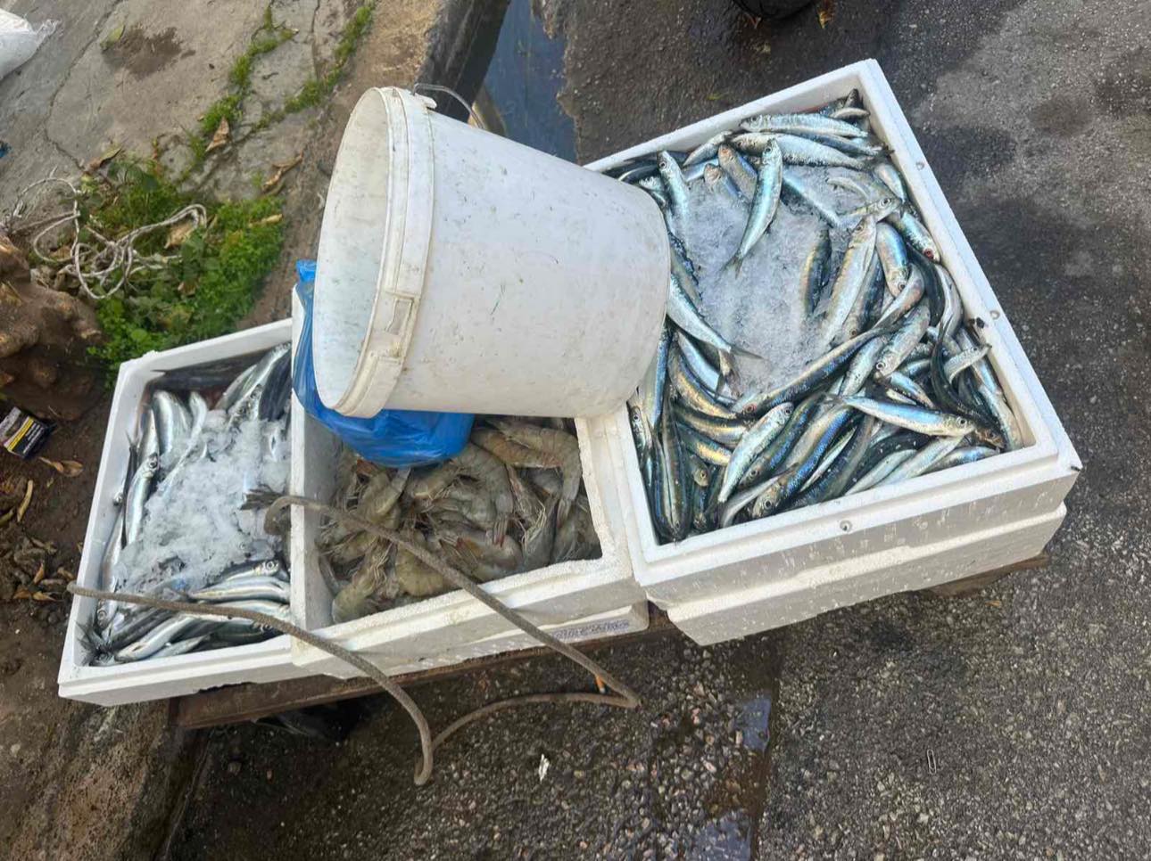 Κατασχέθηκαν πάνω από 150 κιλά ψάρια σε λαϊκές αγορές – «Διακινούνταν χωρίς κανέναν υγειονομικό έλεγχο»