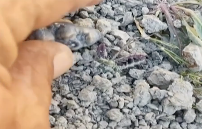 Αρχάγγελος Ρόδου: Ερασιτέχνης ερευνητής ανακαλύπτει απολιθώματα εκατομμυρίων ετών