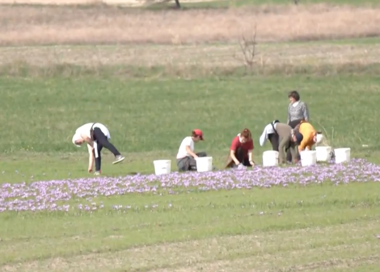 Κοζάνη: Αρχίζει η συγκομιδή του κρόκου στην Άνω Κώμη