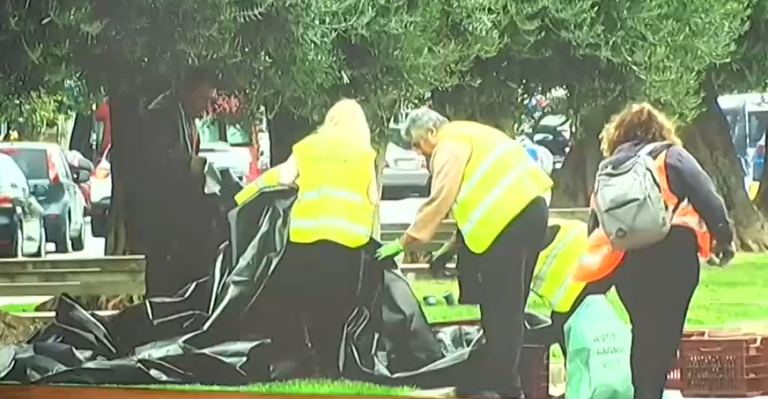 Θεσσαλονίκη: Ο δήμος μαζεύει τις ελιές από τα δέντρα στο κέντρο της πόλης