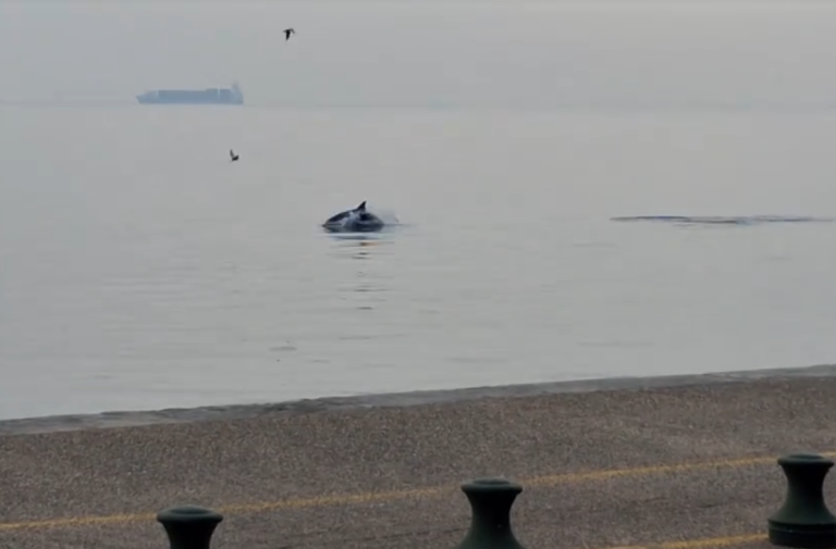 Θεσσαλονίκη: Δελφίνια μαγνήτισαν τα βλέμματα στον Θερμαϊκό (βίντεο)