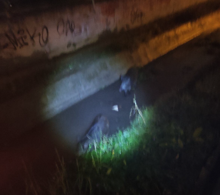 Δήμος Δέλτα: Εντοπίστηκαν αγριογούρουνα στα Διαβατά– Επενέβη το Δασαρχείο