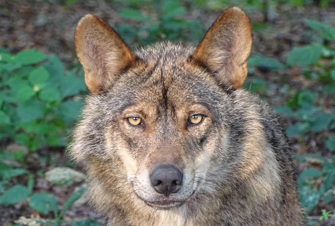 Θεσσαλονίκη: Αγέλη λύκων έκανε την εμφάνισή της στις παρυφές της Πυλαίας