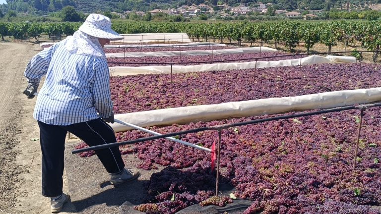 Σταφίδα: βελτιωμένη τιμή αλλά μειώνεται λόγω προβλημάτων η παραγωγή στην Ηλεία