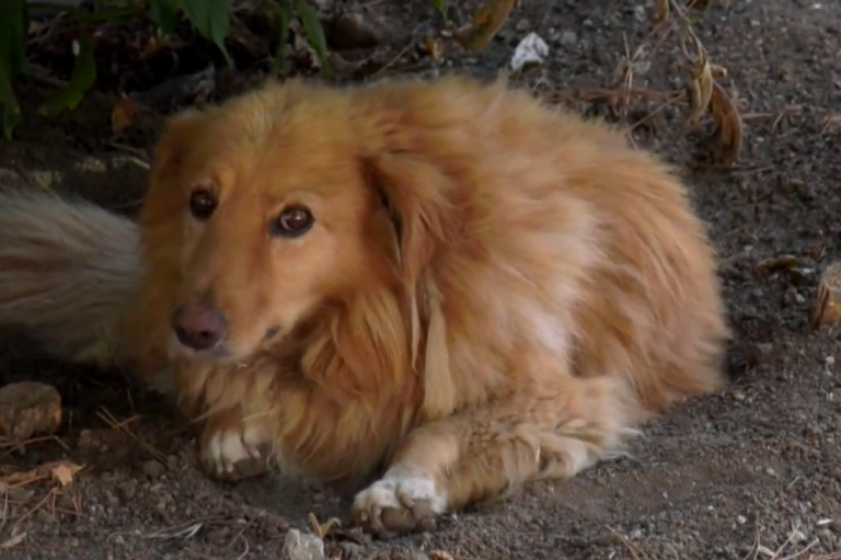 Κοζάνη: Δωρεάν στειρώσεις αδέσποτων ζώων συντροφιάς