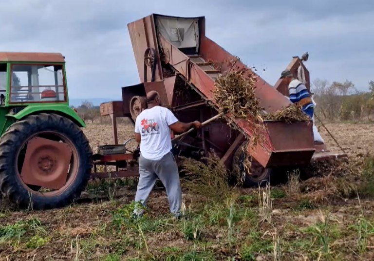 Έβρος: Τα περίφημα φασόλια Τυχερού… super food σύμφωνα με έρευνα του Πανεπιστημίου Θεσσαλίας – Περιέχει 6πλασιες ποσότητες σιδήρου – καλλίου και ασβεστίου
