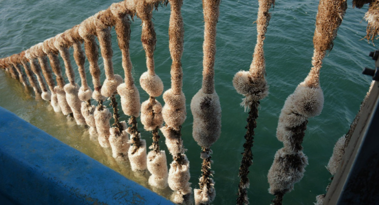 Θεσσαλονίκη: Δρομολογείται η θεσμική τακτοποίηση και αναβάθμιση της μυδοκαλλιέργειας στo Θερμαϊκό