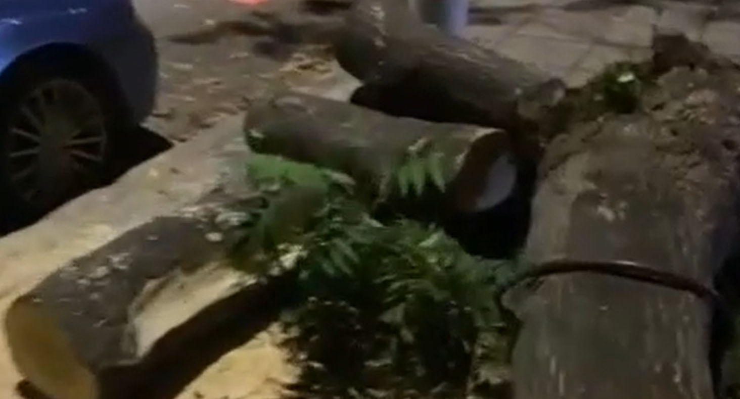 Θεσσαλονίκη: Δέντρο έπεσε σε σταθμευμένα οχήματα