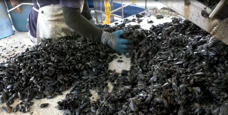 Θεσσαλονίκη: Σχέδιο για εύρυθμη λειτουργία των μυδοκαλλιεργειών στον Θερμαϊκό κόλπο      