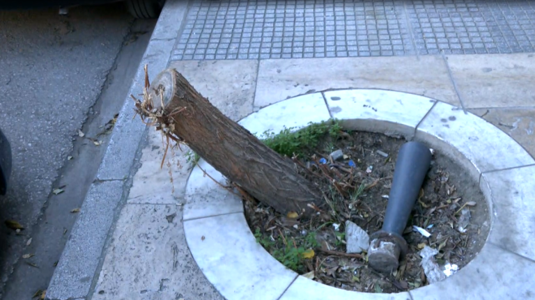 Δήμος Θεσσαλονίκης: Τα πρώτα πρόστιμα για δολιοφθορές σε νεοφυτεμένα δέντρα και παράνομη αφισοκόλληση