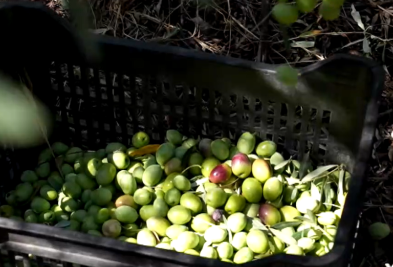 Θεσσαλονίκη: «Από το χωράφι στο ράφι»- Στην έκθεση Food & Drinks by Detrop η εκπομπή της ΕΡΤ3