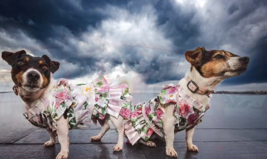 Πρόσκληση σε …τσάι με τα κατοικίδιά μας