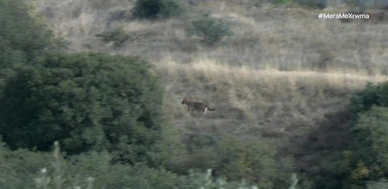 Εμφάνιση άγριων ζώων στον αστικό ιστό: Η συνύπαρξη επιβάλλει να μην εξοικειωθούν με τον άνθρωπο