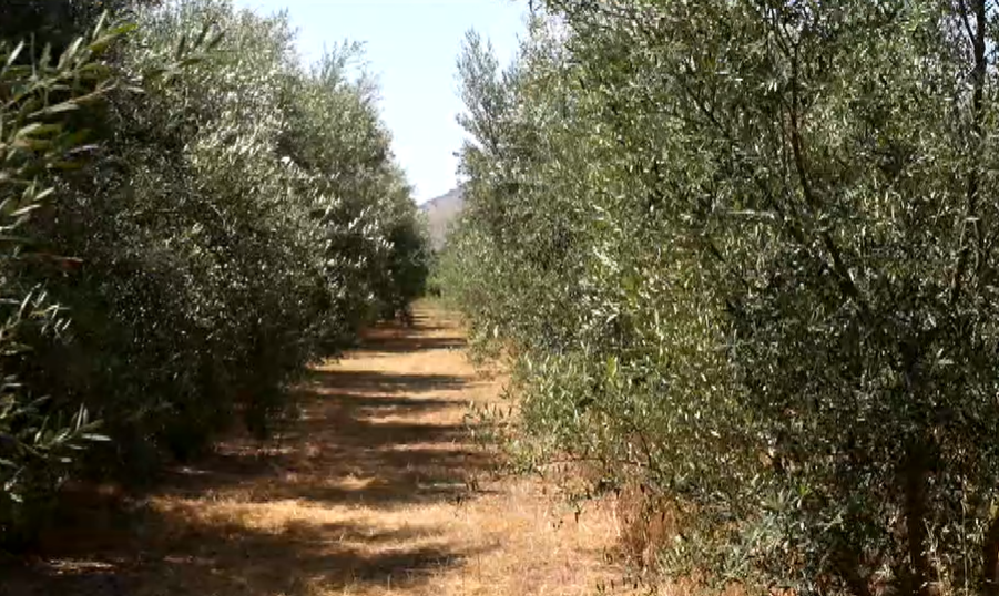 26 Νοεμβρίου: Παγκόσμια Ημέρα Ελιάς της UNESCO