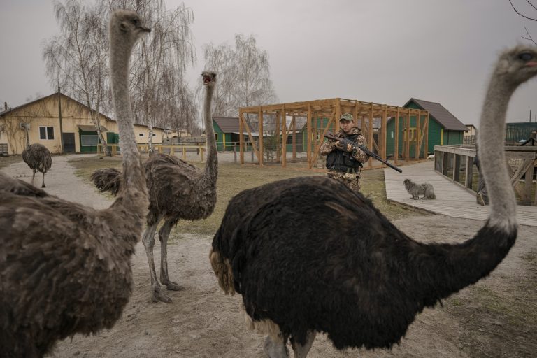 Καναδάς: 300 στρουθοκάμηλοι σώθηκαν από τη γρίπη των πτηνών αλλά όχι από τη σφαγή