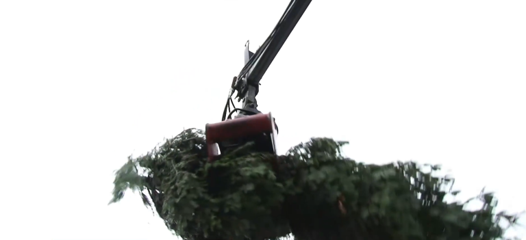 Τα έλατα του Ταξιάρχη ξεκινούν το ταξίδι τους σε όλη την Ελλάδα για να στολιστούν τα Χριστούγεννα