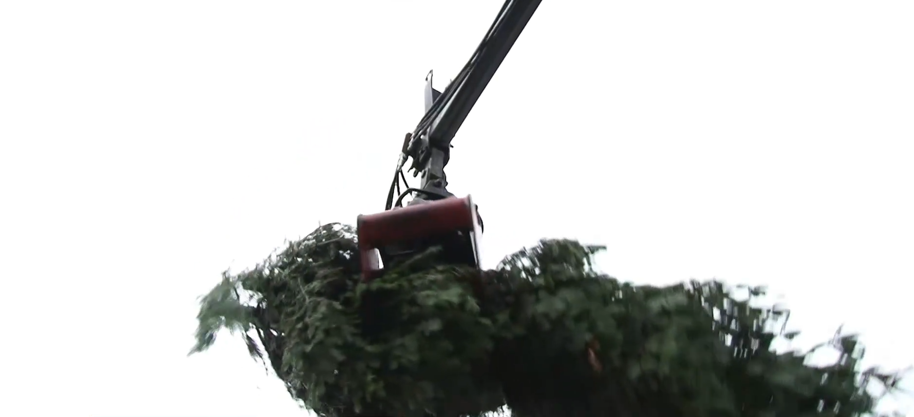 Τα έλατα του Ταξιάρχη ξεκινούν το ταξίδι τους σε όλη την Ελλάδα για να στολιστούν τα Χριστούγεννα