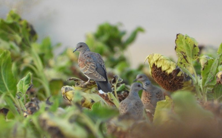 Το Εργαστήριο Άγριας Πανίδας του Αριστοτελείου συμβάλλει στη διαμόρφωση νέων πρακτικών βιώσιμου κυνηγετικού τουρισμού