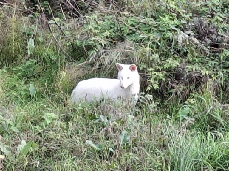 Σπάνια εμφάνιση λευκιστικού τσακαλιού στη Μεσσηνία