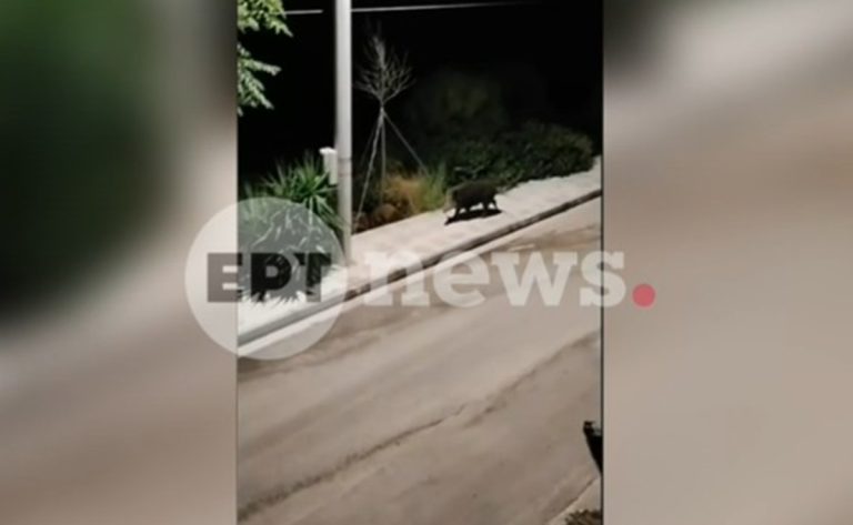 Ν. Βουτζάς: Κυνηγούσαν αγριόχοιρους μέσα στον οικισμό – Καταγγελίες κατοίκων για πυροβολισμούς