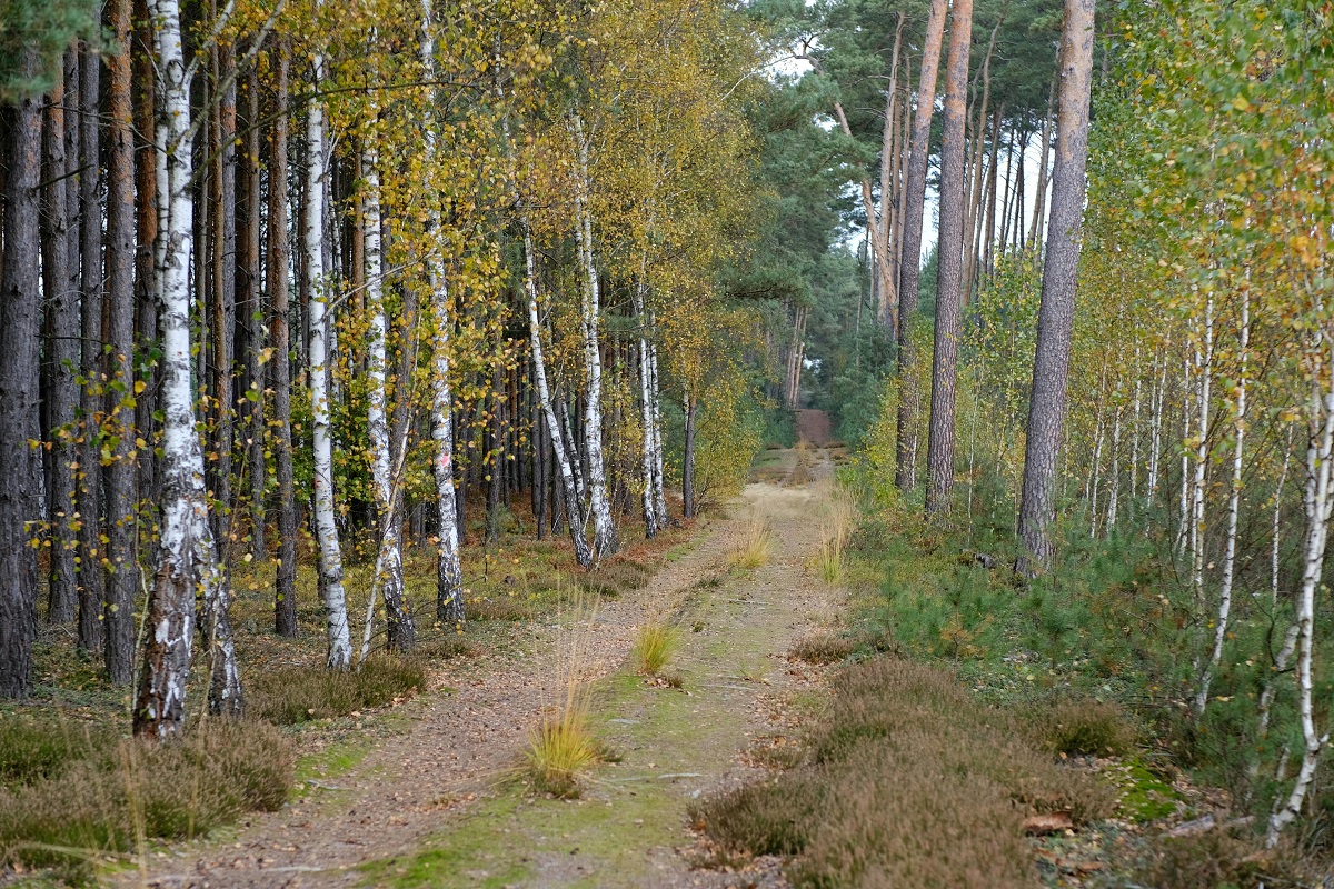 Στην Ιαπωνία οι γιατροί συνταγογραφούν βόλτες στο δάσος
