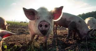 Σέρρες: Σε επιφυλακή η κτηνιατρική υπηρεσία για την αφρικανική πανώλη